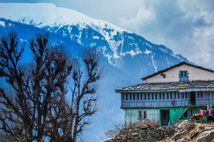 a house in Nakthan village with snow covered mountains in Kasol in winter