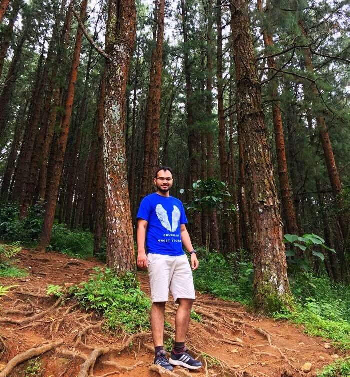 Pine Grove Forest, Kerala