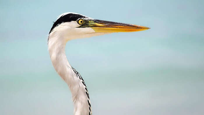 sandeep seychelles trip: egret