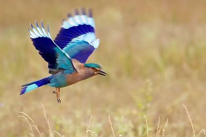 Bird Watching Tours At Dudhwa