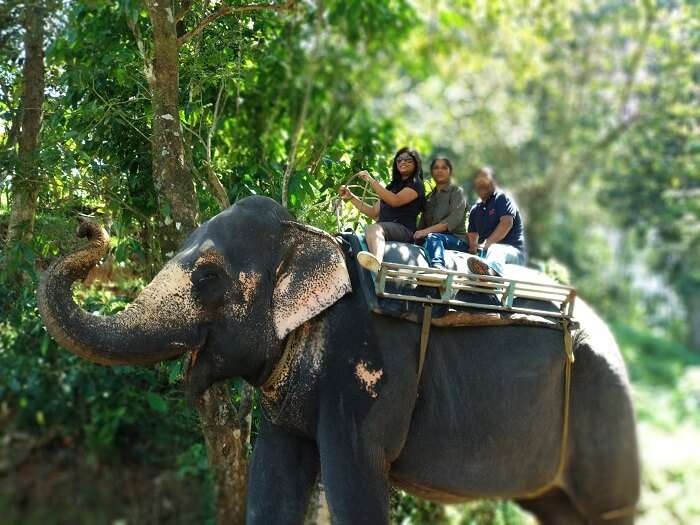 Chillithodu Elephant ride in kerala