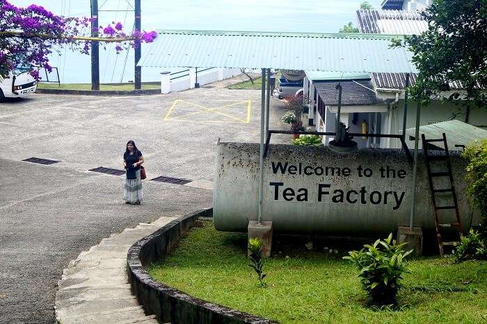 Mahe Tea Factory