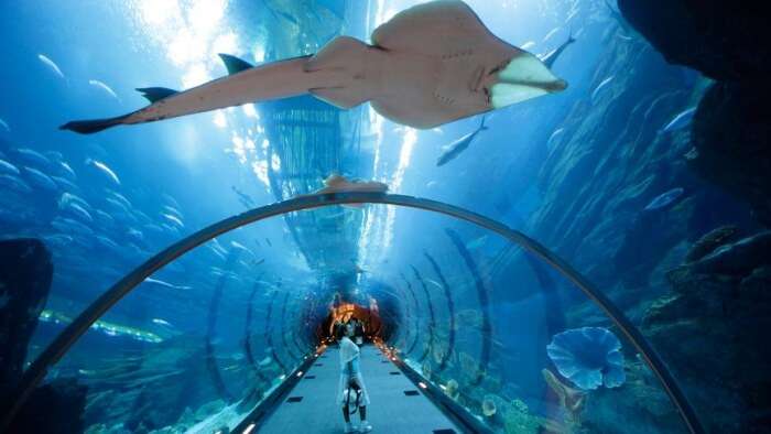 Dubai underwater zoo