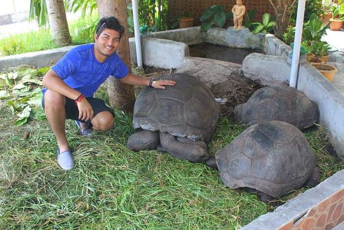 Giant Tortoise