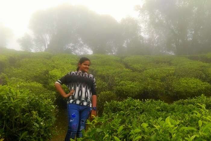 tea plantation Munnar