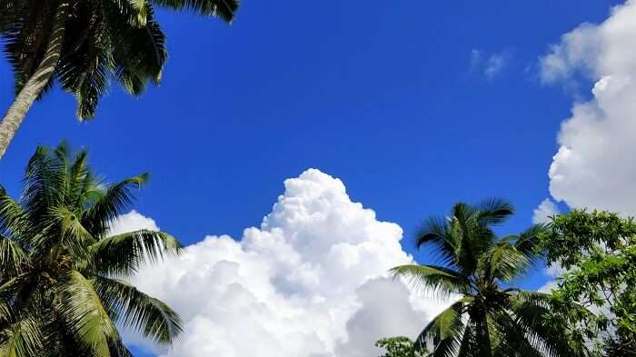 sandeep seychelles trip: palm trees