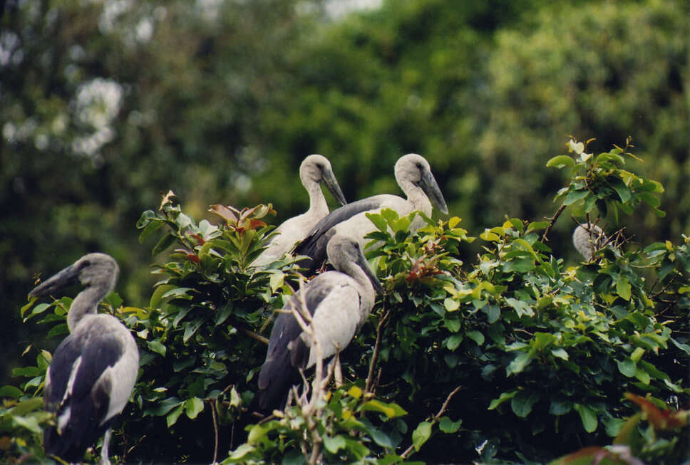 migratory birds on a tree