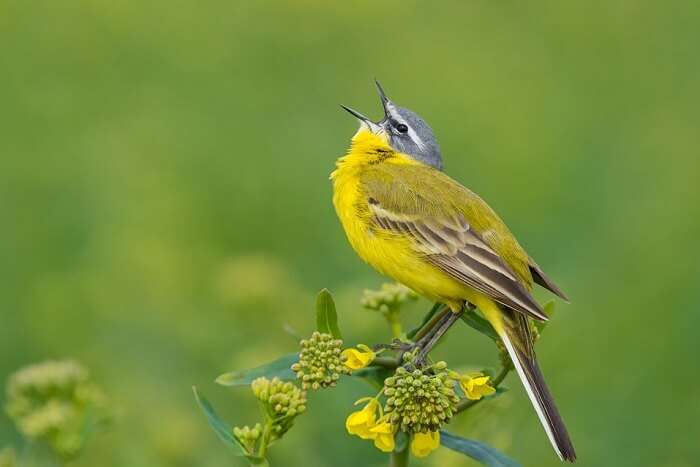 Migratory Birds of sultanpur bird sanctuary