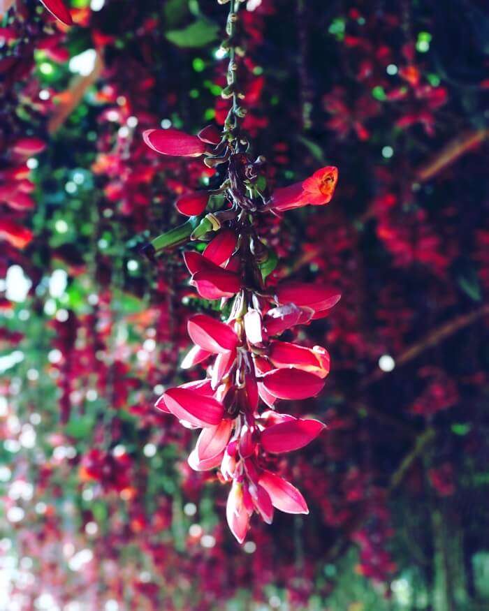 Rose Garden in Munnar