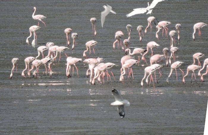 Sewri Mangrove Park