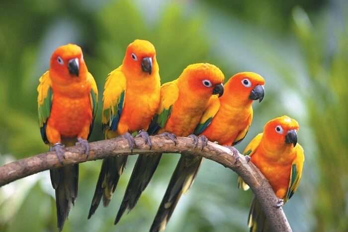 Sultanpur Bird Sanctuary Timings