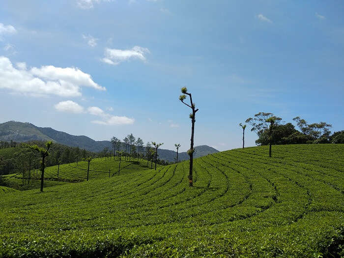 Tea Plantation 2 Munnar