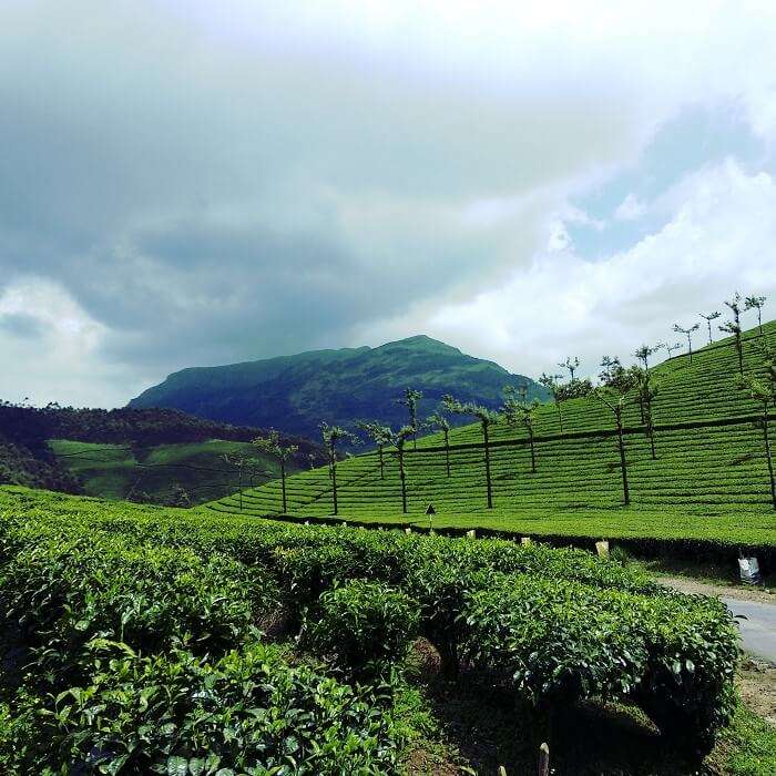 tea plantation rajamalai kerala