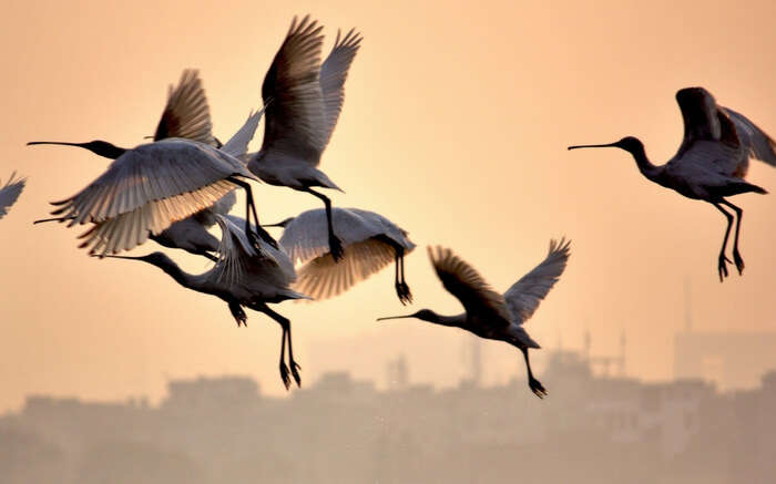 Birds flocking together in Okhla Bird Sanctuary in Delhi