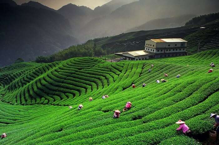 A beautiful view of Kausani Tea Estate