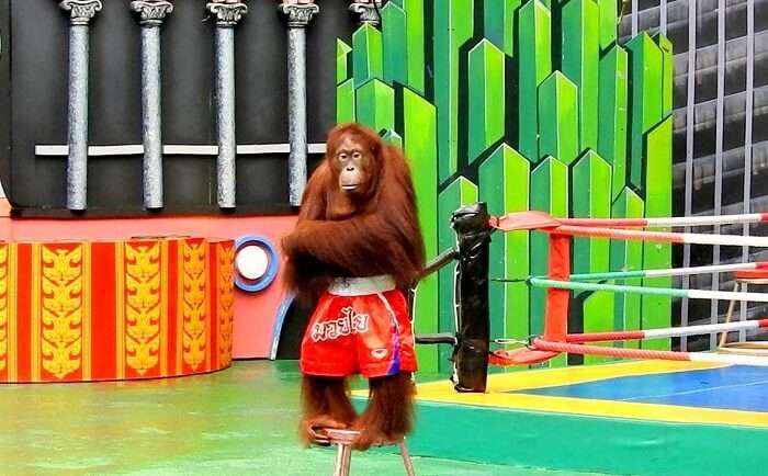 safari world orangutan show