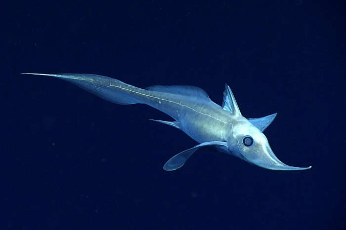 Sea Creatures in Gulf of Mexico