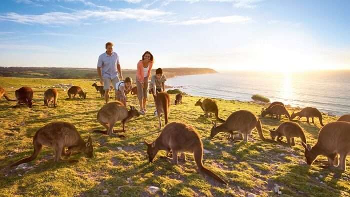 The Kangaroo Island