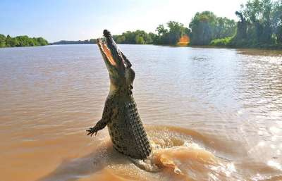 Crocodile Cruise In Adelaide