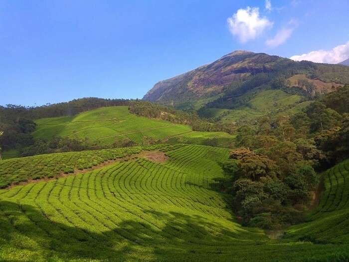 Munnar sightseeing