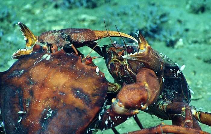 Male Red Crabs