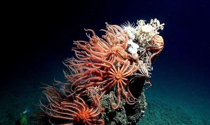 Cluster of Sea-Stars