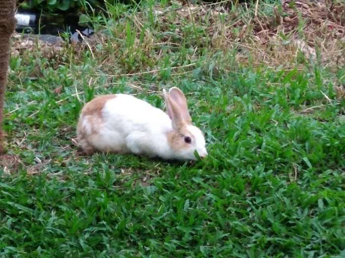 A rabbit in Alleppey