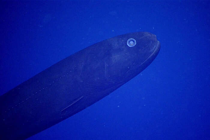 Marine Smelt In Gulf of Mexico