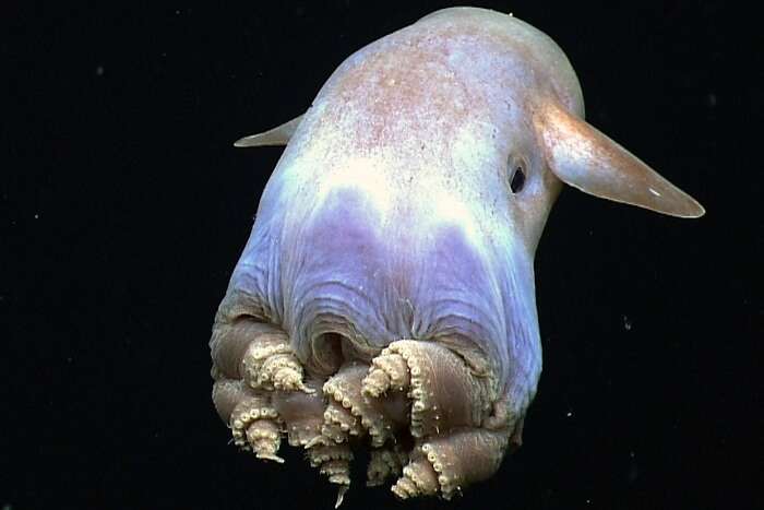 A Dumbo Octopus 