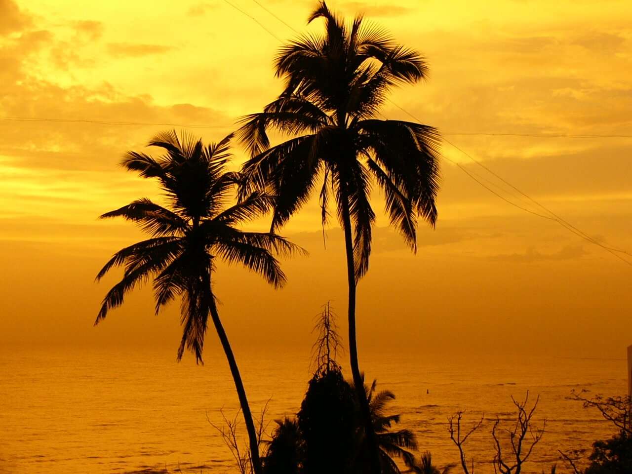 Palm trees on beach during sunset
