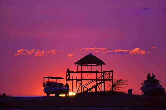 tips for jungle safari: Book A Dawn Or Dusk Safari