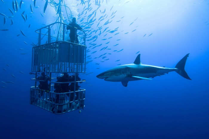 Cage Diving in South Africa