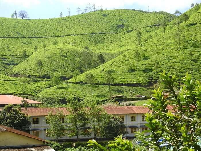 tea gardens in munnar