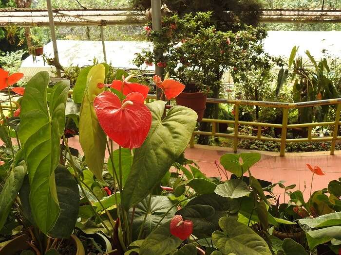 rose garden in munnar