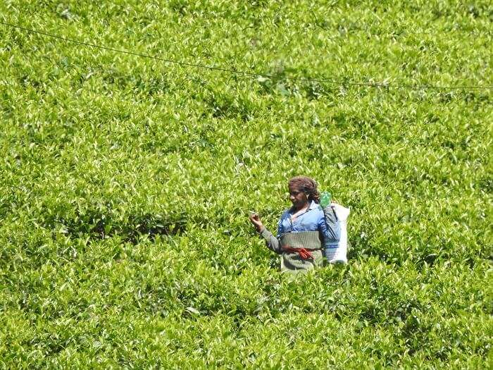 tea garden munnar