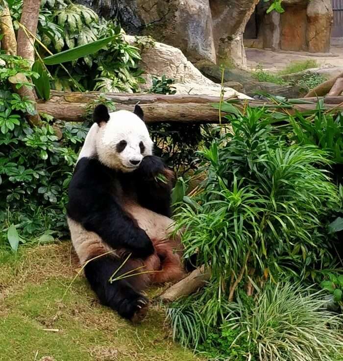 isha aggarwal hong kong family trip: seeing panda in ocean park