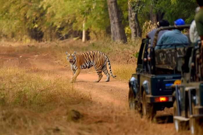 tips for jungle safari: Plan Your Safari In Dry Season