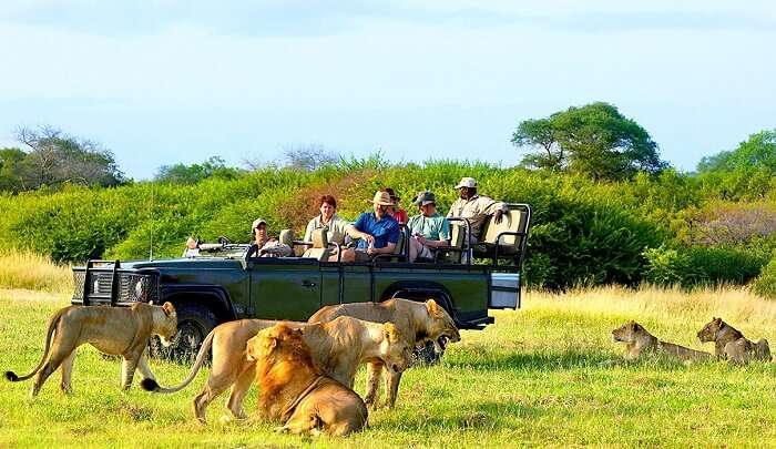 Safari in South Africa