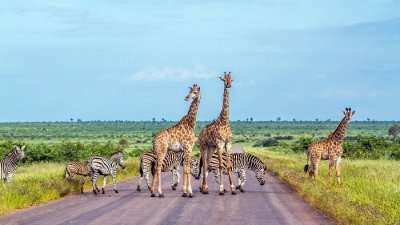 Ziraffe in South Africa
