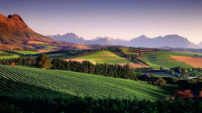 Vineyards In South Africa