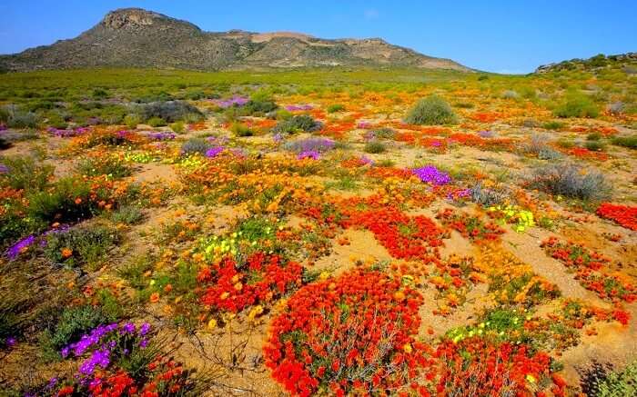 Wildflower Bloom In South Africa