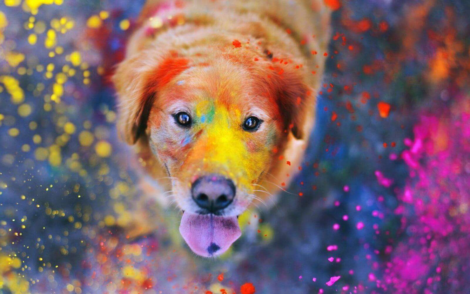 a dog in holi