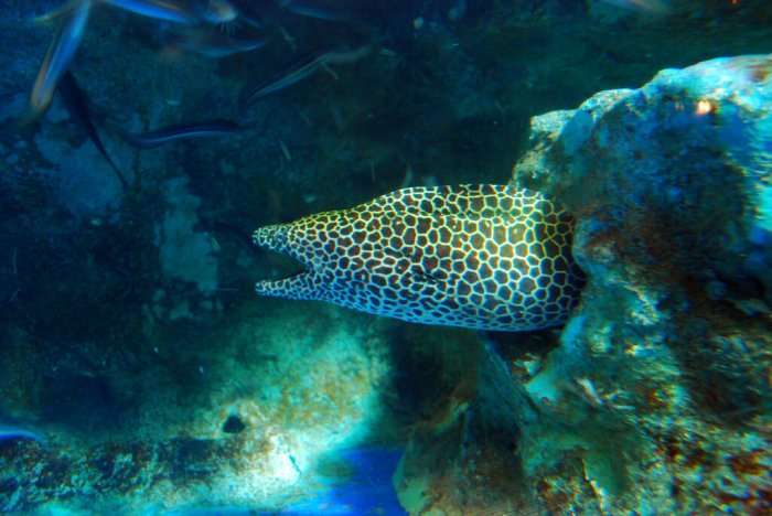Phuket Aquarium
