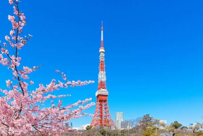 Tokyo Tower during the cherry blossom