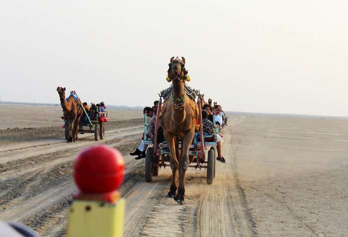 Camel ride at Rann of Kutch