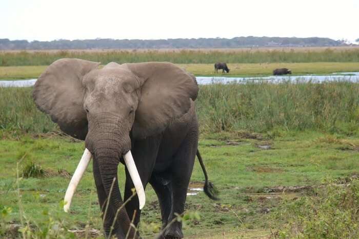 Amboseli National Park, Kenya