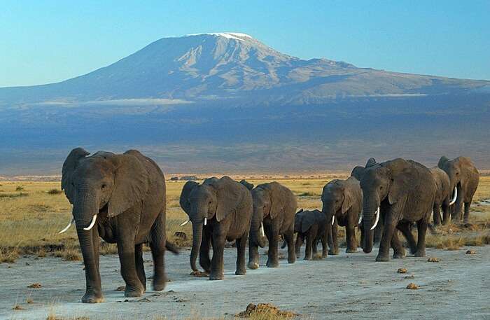 Elephants In Amboseli National Park