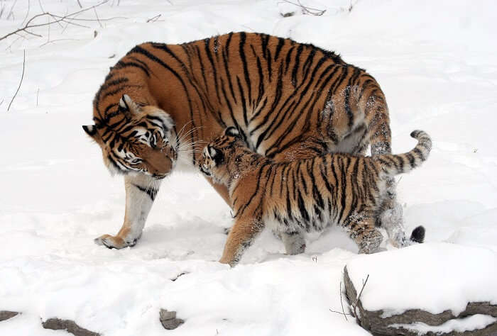Amur Tigers Russian wildlife