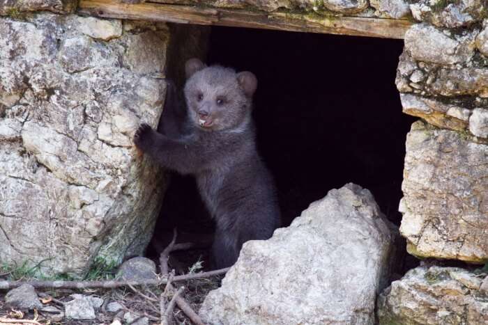 Bear’s Cave