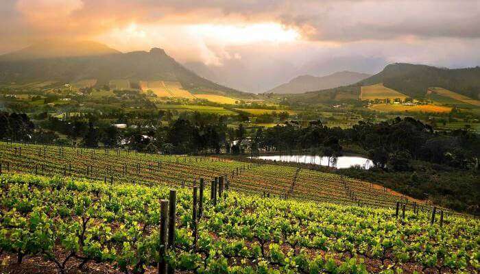 Cape-winelands_22nd oct